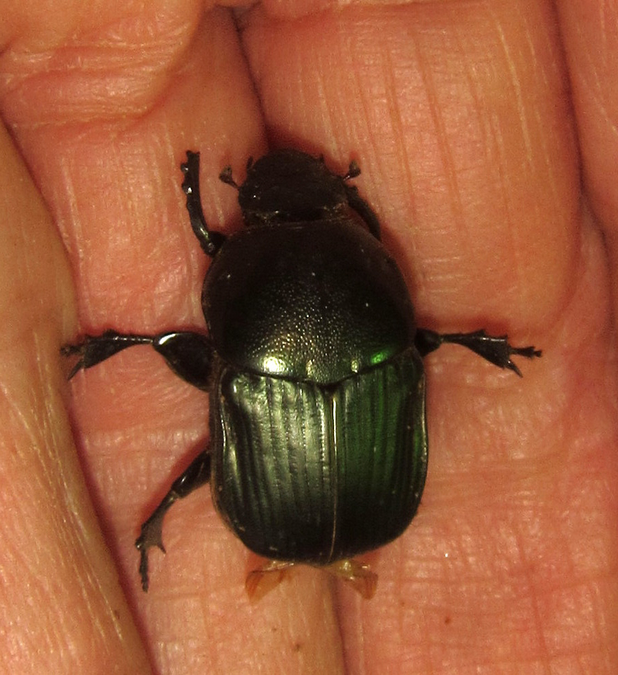 Onitis tortuosus