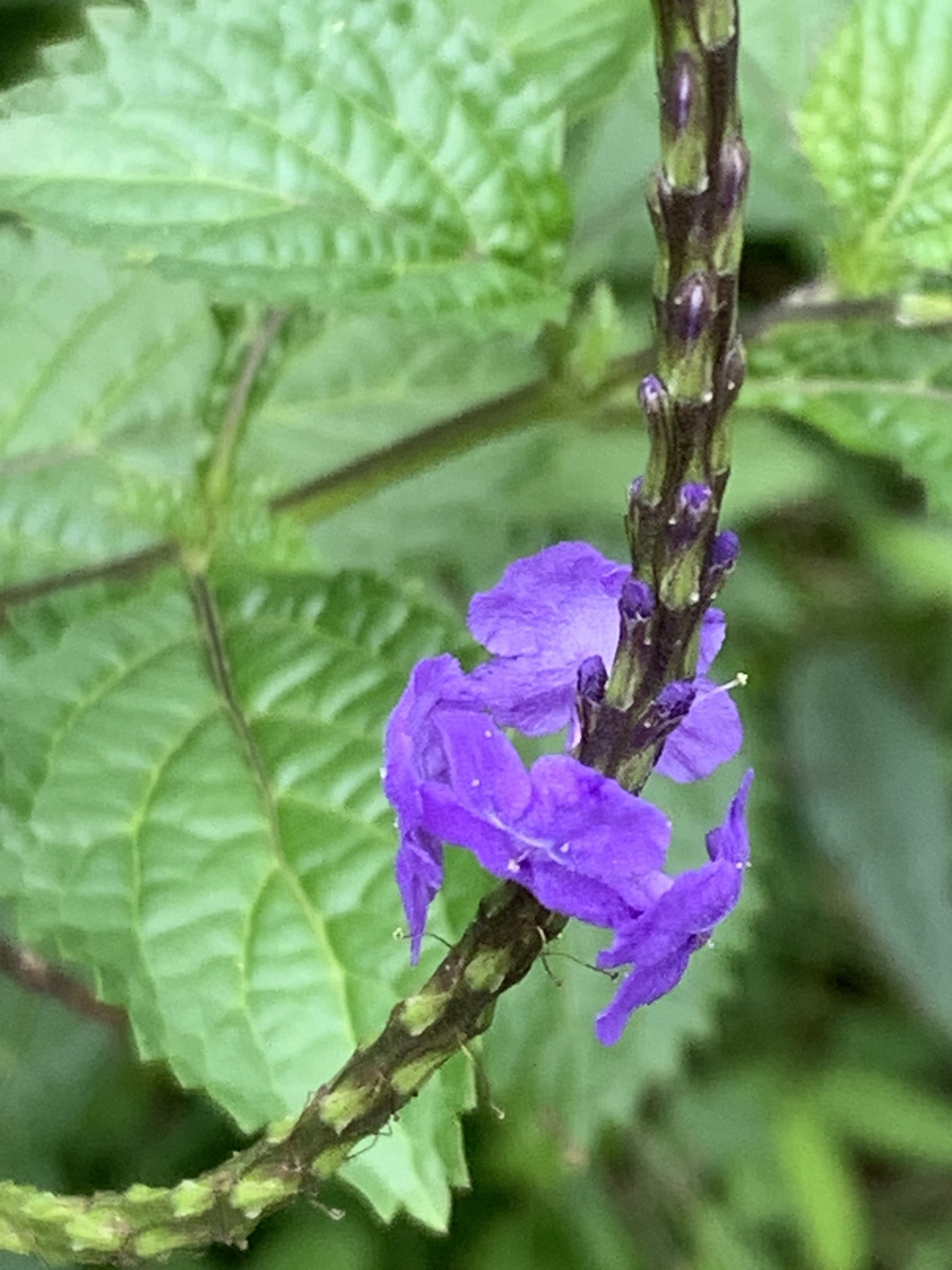 Imagem de Gervão-roxo