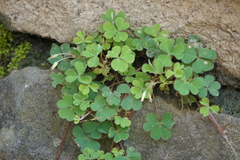 Oxalis corniculata