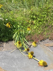 Echinacea paradoxa