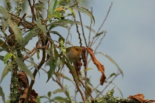 Red-faced Woodland Warbler (Phylloscopus laetus), photo 2