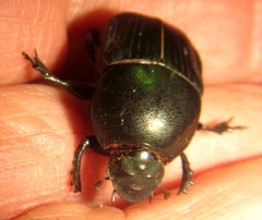Onitis tortuosus