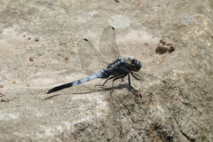 Orthetrum albistylum speciosum