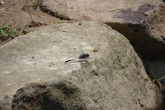 Orthetrum albistylum speciosum