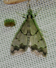 Autocharis