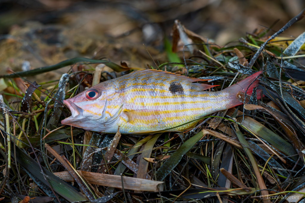Foto de Pargo biajaiba (Lutjanus synagris)