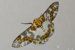 Biston panterinaria