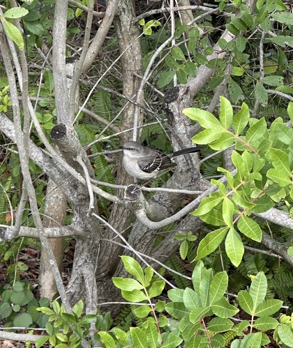 Northern Mockingbird