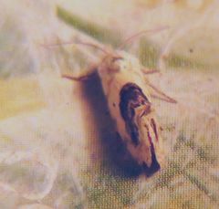 Ponometia erastrioides