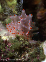 Halgerda batangas