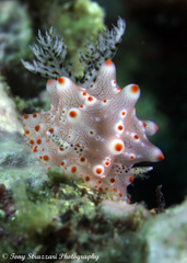 Halgerda batangas