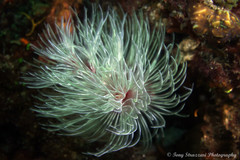 Protula bispiralis