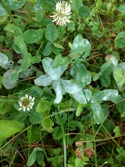Erysiphe trifoliorum