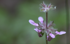 Stachys ajugoides