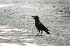 Corvus macrorhynchos