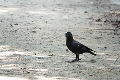 Corvus macrorhynchos