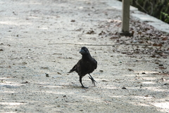 Corvus macrorhynchos