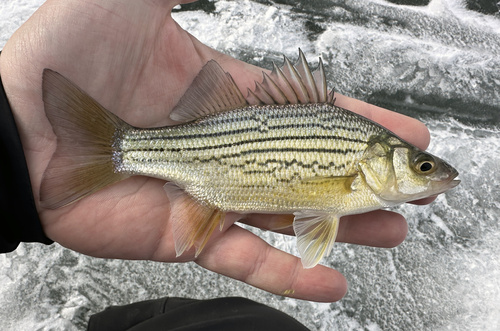 Yellow Bass