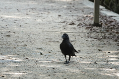 Corvus macrorhynchos