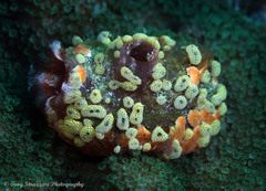 Didemnum conchyliatum