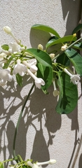Stephanotis floribunda