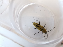 Chlorophorus glabromaculatus