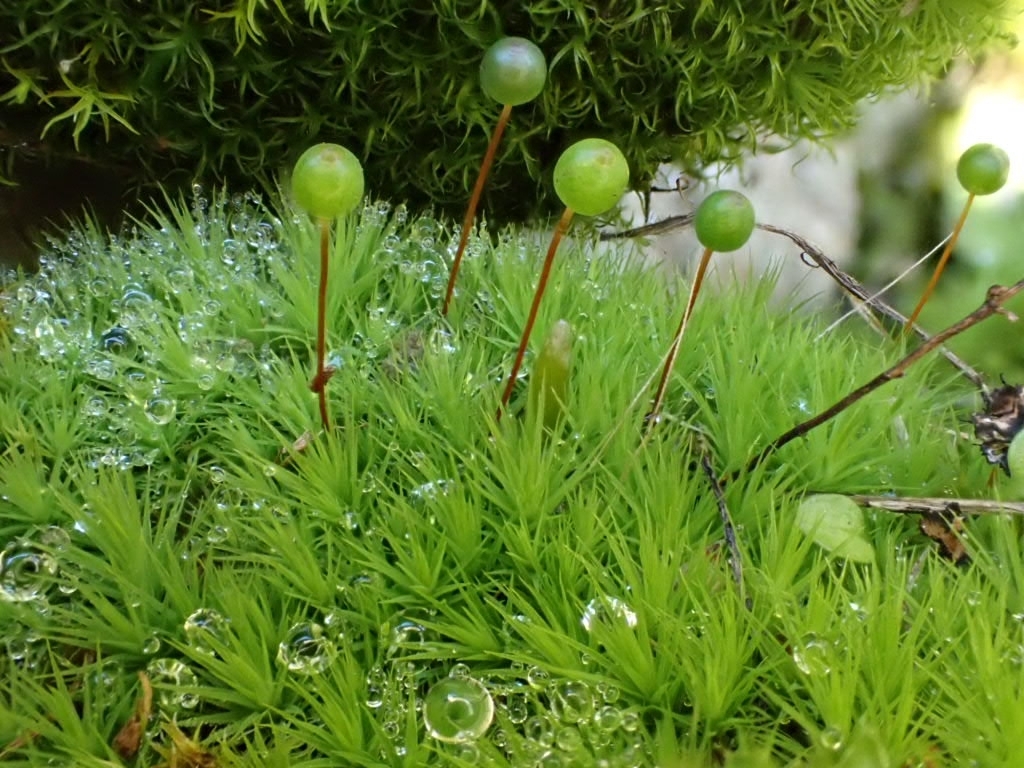 Bartramia aprica