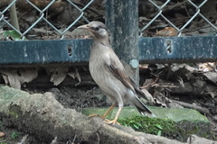 Spodiopsar cineraceus