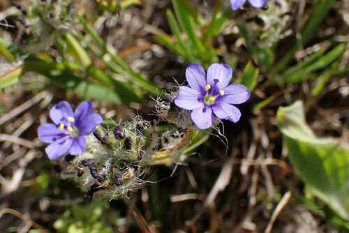 Image of Aristea africana by no rights reserved