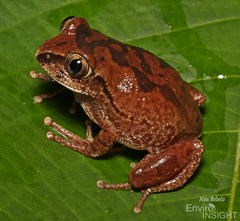 Savannah Tree Frog photo 2
