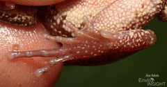 Savannah Tree Frog photo 5