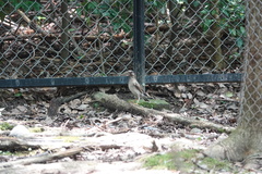 Spodiopsar cineraceus