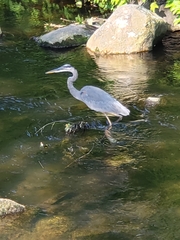 Ardea herodias
