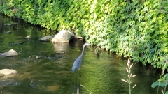 Ardea herodias