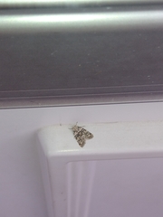 Bryophila domestica