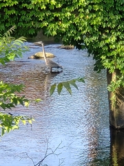 Ardea herodias