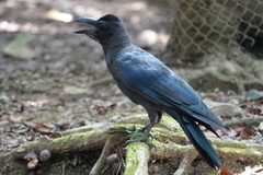 Corvus macrorhynchos
