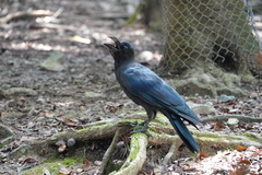 Corvus macrorhynchos