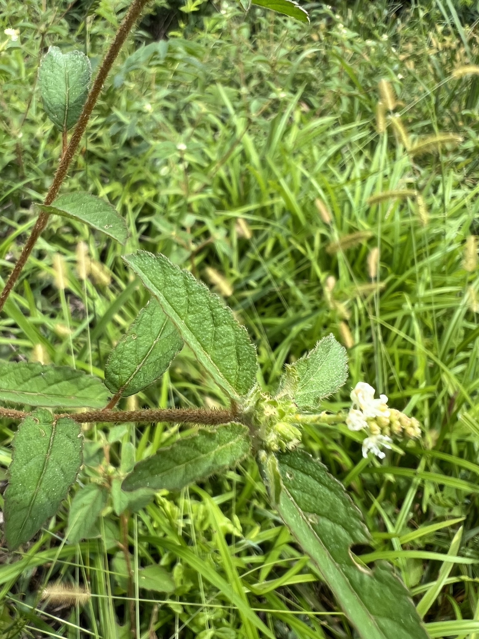 Imagem de Velame-branco