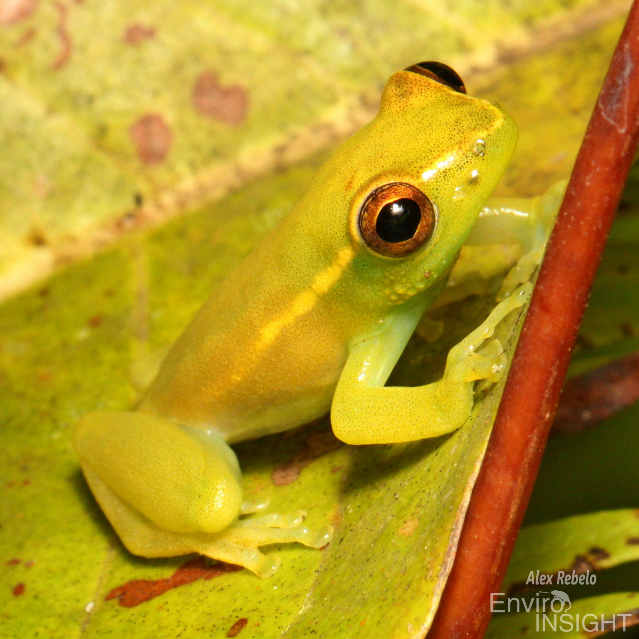 Soror Reed Frog photo 2
