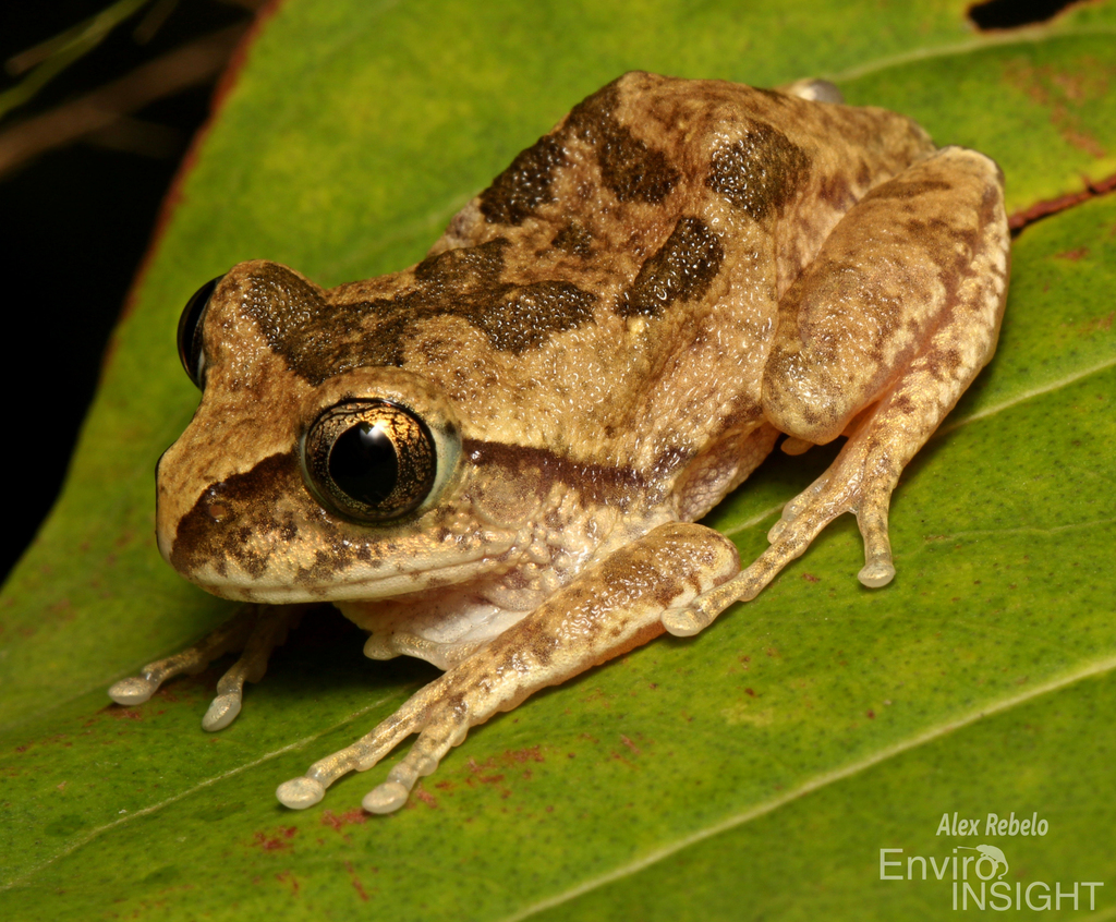 Savannah Tree Frog