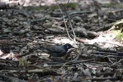 Spodiopsar cineraceus