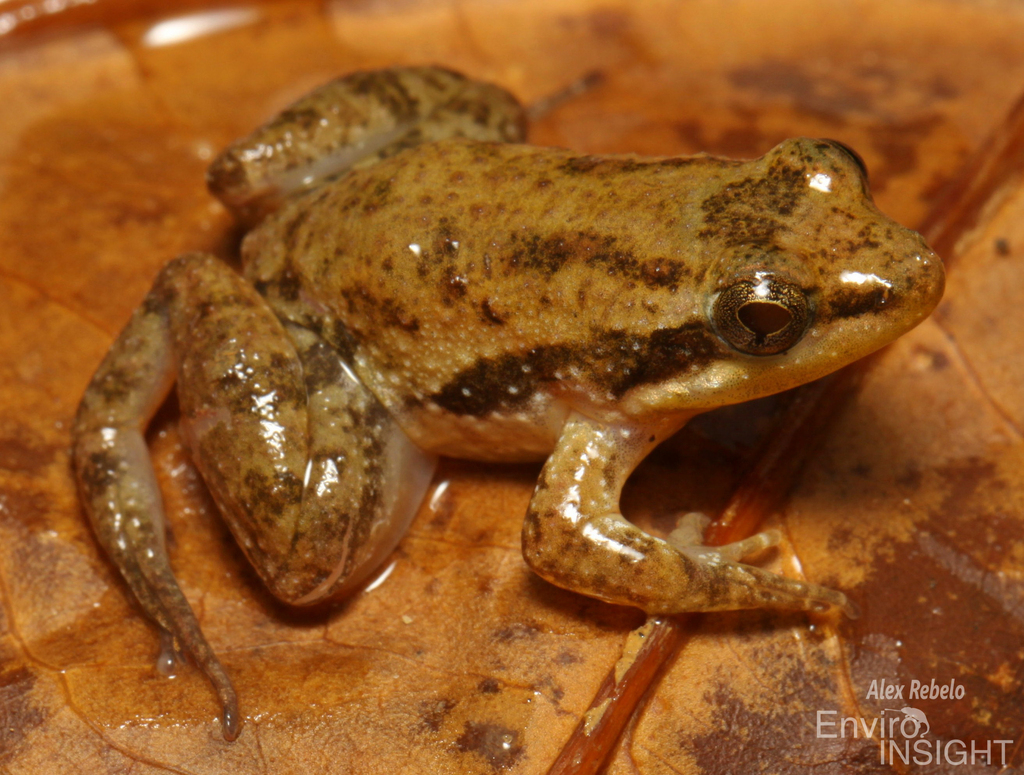 Ahl's River Frog