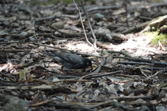 Spodiopsar cineraceus