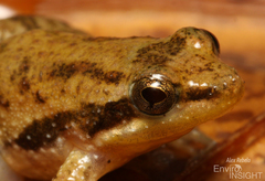 Ahl's River Frog photo 4