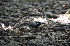 Spodiopsar cineraceus