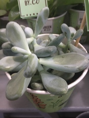 Pachyphytum