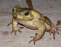 Yellow Cururu Toad photo 3