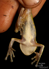 Tai Forest Treefrog photo 4