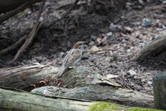 Passer montanus